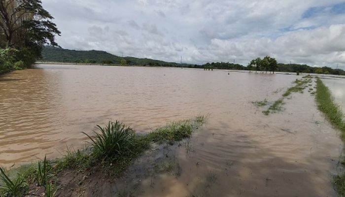 Hujan Deras Tak Kunjung Berhenti, Areal Persawahan di Desa Wonoyoso Kebanjiran 01