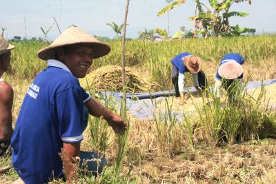 Petani Desa Wonoyoso Mulai Panen Padi