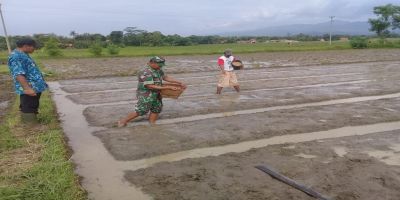Babinsa Dan PPL Lakukan Pendampingan Penyemaian di Desa Wonoyoso