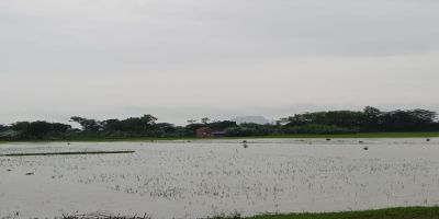 Hujan Deras Tak Kunjung Berhenti, Areal Persawahan di Desa Wonoyoso Kebanjiran
